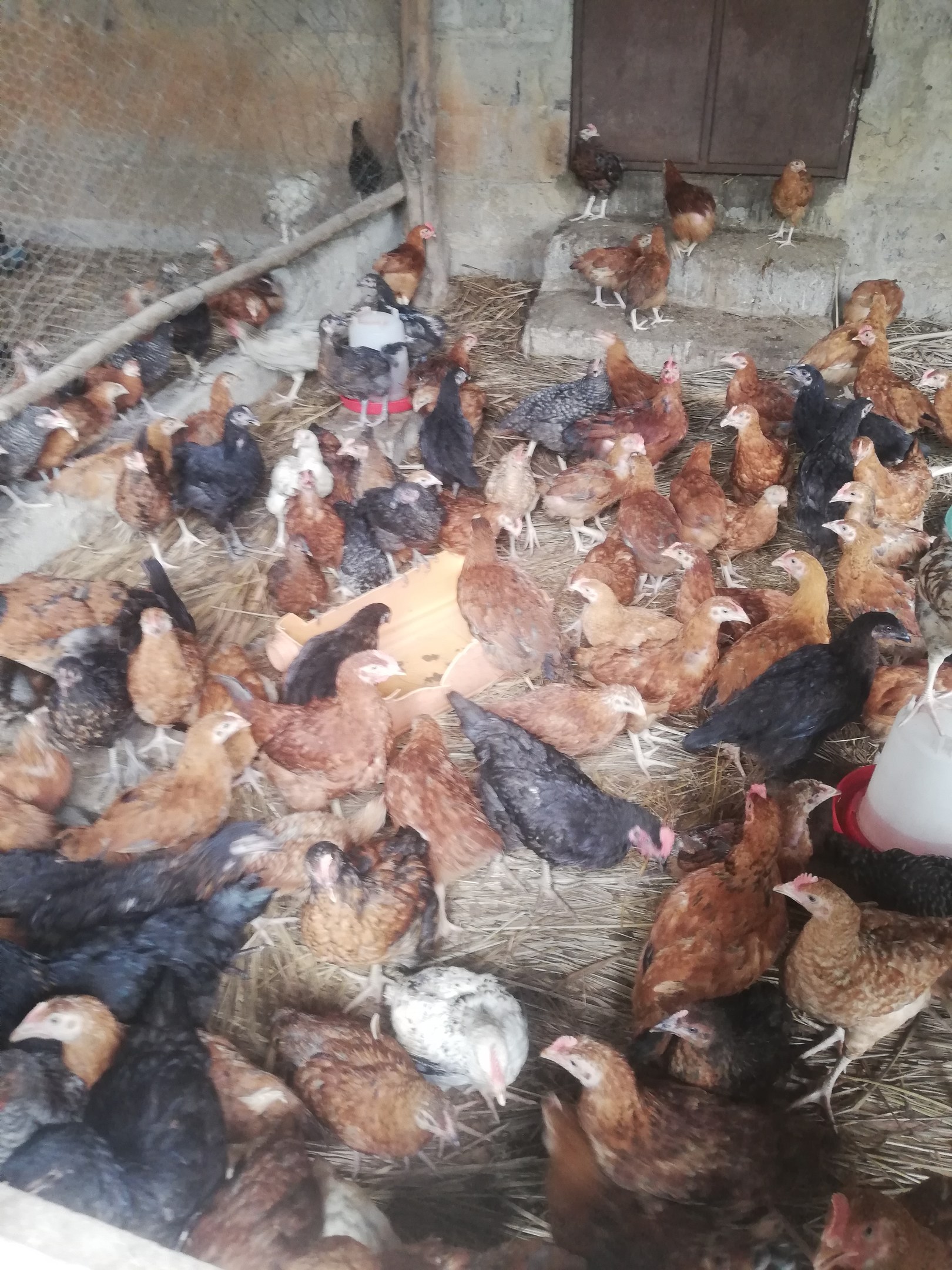 Eine gro├če Gruppe von Hühnern in einem Maschendrahtzaun mit einer Wand und einer Tür im Hintergrund, einschließlich eines Eimers mit Hühnern auf der rechten Seite.