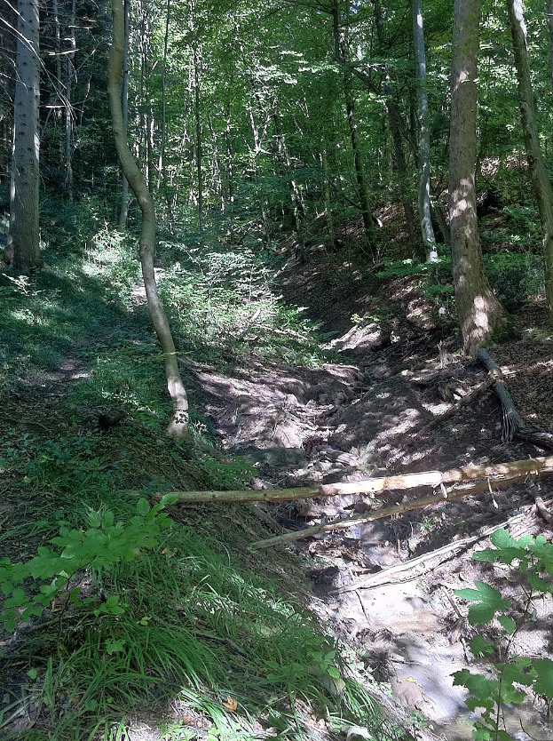 Ein gewundener Pfad durch einen schattigen, bewaldeten Bereich mit hohen Bäumen und farbenfrohen Pflanzen, mit Text am unteren Rand.