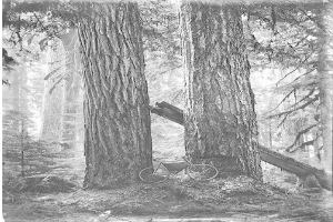 Schwarz-weißes Foto eines Fahrrads auf dem Waldboden umgeben von hohen Rotbuchen, durch deren Zweige Sonnenstrahlen scheinen.