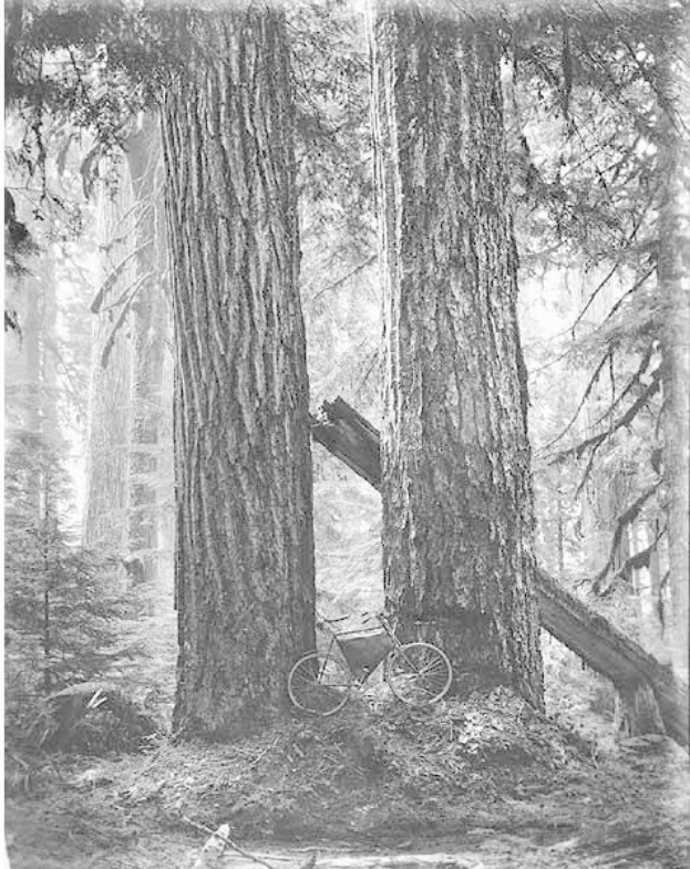 Schwarz-weißes Foto eines Fahrrads auf dem Waldboden umgeben von hohen Rotbuchen, durch deren Zweige Sonnenstrahlen scheinen.