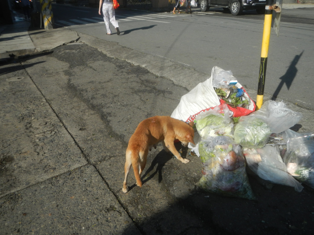 Ein Hund steht neben einem Haufen Müllsäcke auf einer Straße, mit Menschen, Fahrzeugen, Gebäuden, Bäumen und einem klaren Himmel im Hintergrund.