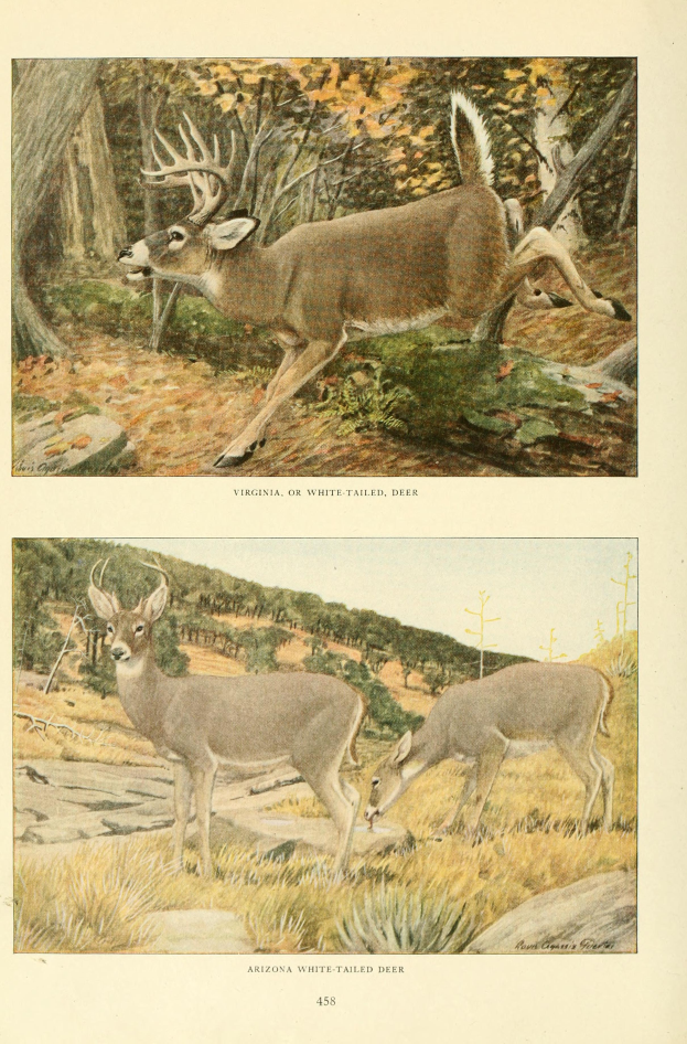 Zwei Hirsche in einem bewaldeten Gebiet mit Bäumen und Gras, mit Text unten auf dem Bild.