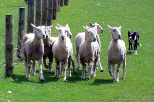 POL-BO: High Noon in Herbede: Showdown zwischen Hund, Schaf und Sheriff
