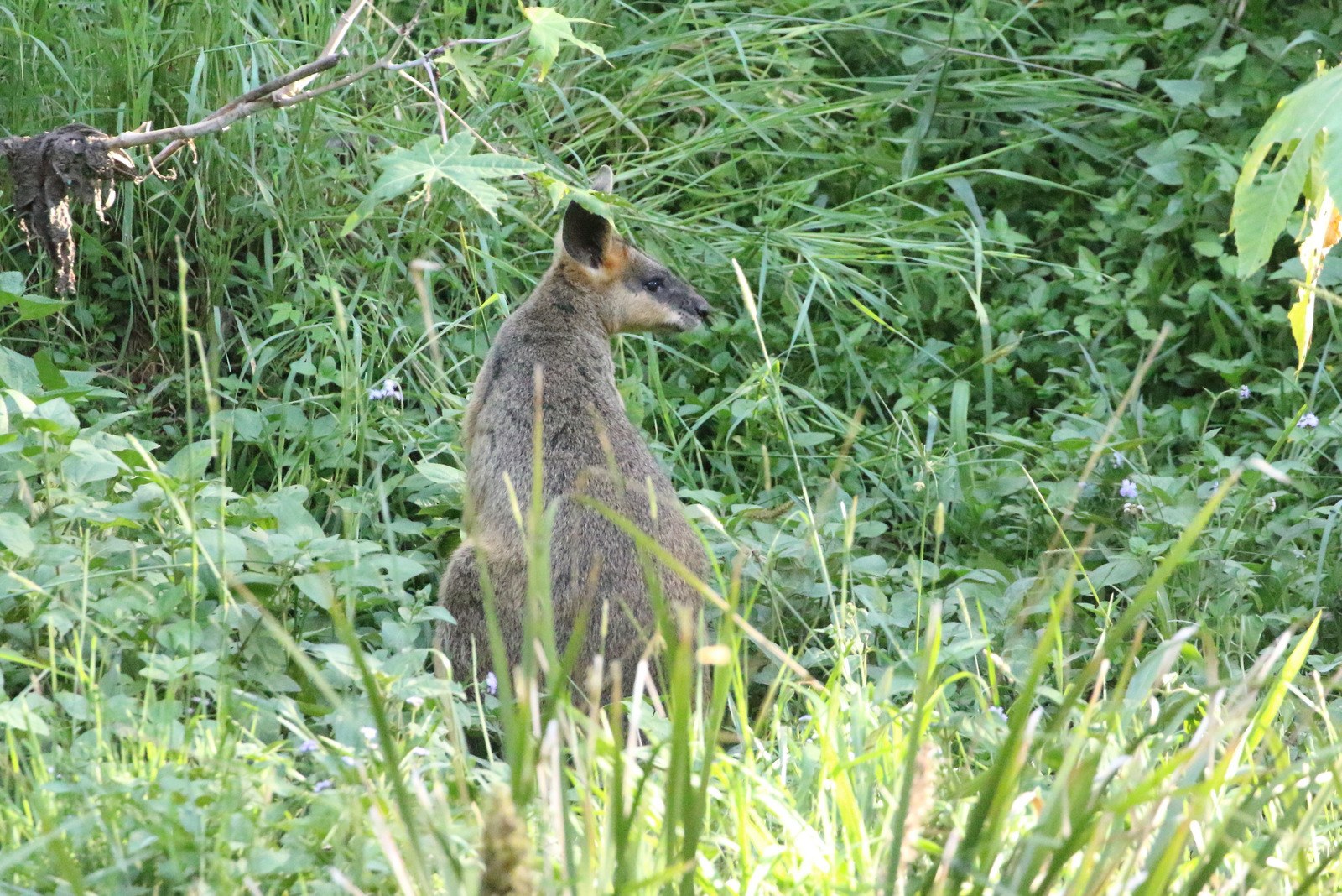 Ein wallaby mit braunem und schwarzem Fell steht wachsam im Gras bei Pflanzen, seine Ohren sind gespitzt.