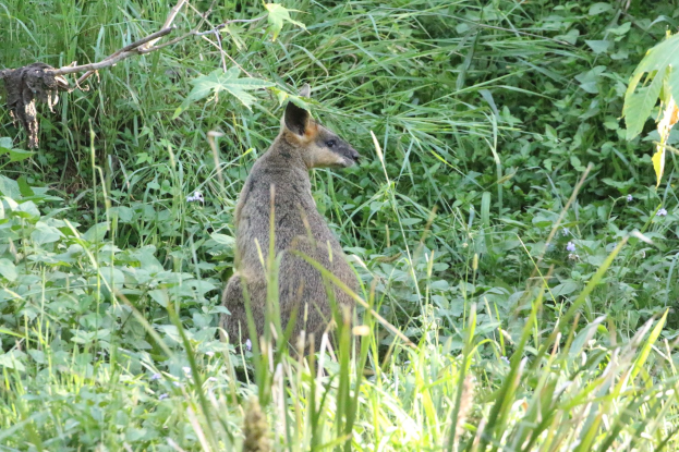 Ein wallaby mit braunem und schwarzem Fell steht wachsam im Gras bei Pflanzen, seine Ohren sind gespitzt.