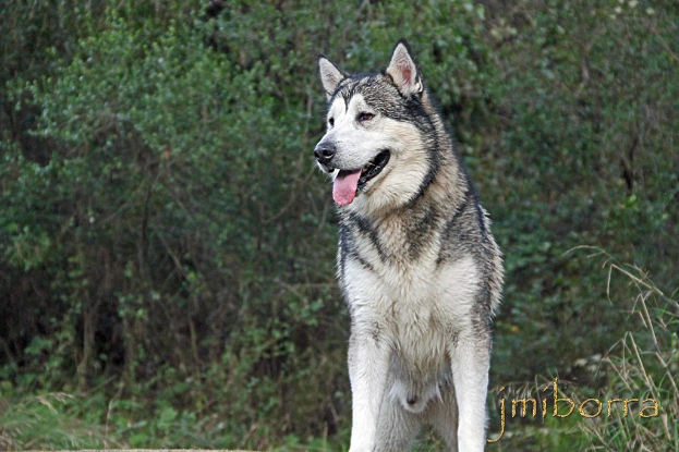 Ein Wolf vorne mit Bäumen und Pflanzen im Hintergrund und Text in der rechten unteren Ecke.