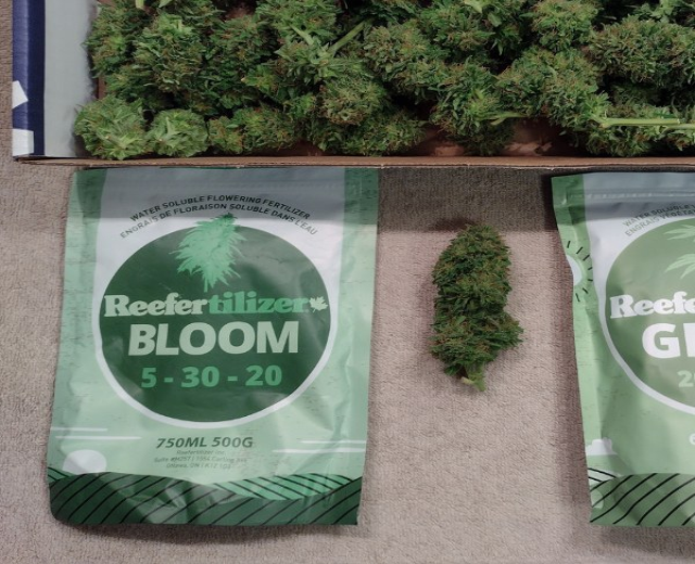 Zwei Packungen Reefertilizer Bloom 5-30-20 Hanfsamen neben einer Box mit Cannabisblüten auf einem Tisch.