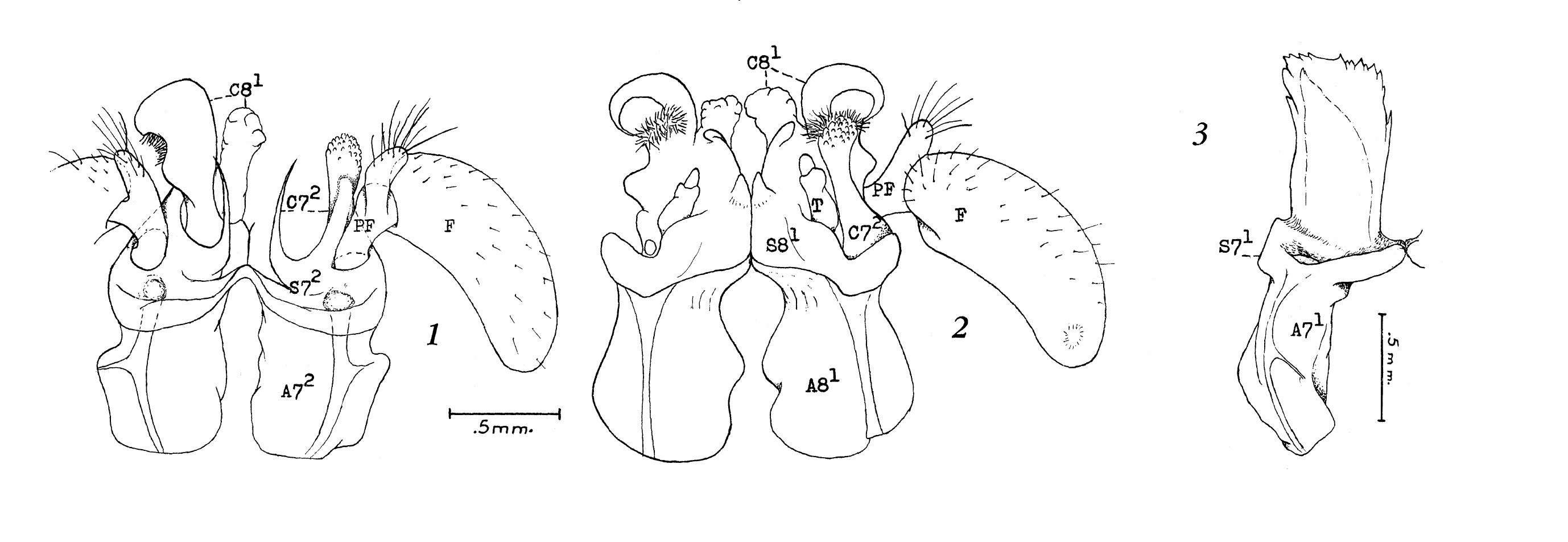 Diagramm eines menschlichen Herzens mit beschrifteten Klappen und Text, der auf ein Patent für eine Herzklappe hinweist.