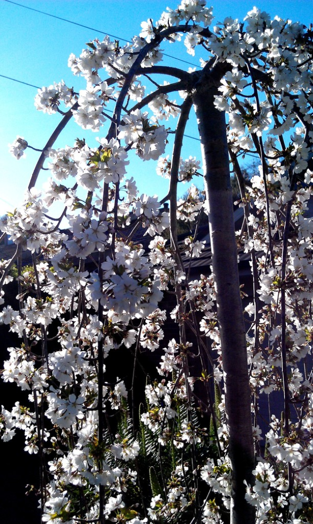 Ein Baum voller Blumen.