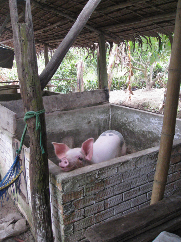 Ein rotes Schwein steht in einem ummauerten Gehege mit einem hölzernen Dach.