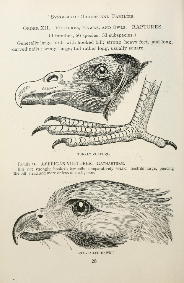 Ein Buchumschlag mit einem Adler mit gespreizten Flügeln und offenem Schnabel sowie einem Raubvogel mit ausgestreckten Klauen, mit der Aufschrift 'Adler'.