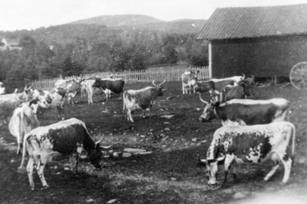 Eine Herde Rinder grast auf einer Wiese neben einem Stall, mit einem Wagen auf der rechten Seite, einem Zaun im Hintergrund, Bäumen, Hügeln und einem klaren Himmel.
